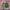 12m - Green and Gold Striped Shorts